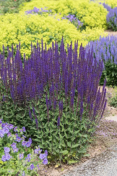 664420 - Sauge des bois (Salvia nemorosa 'Caradonna')