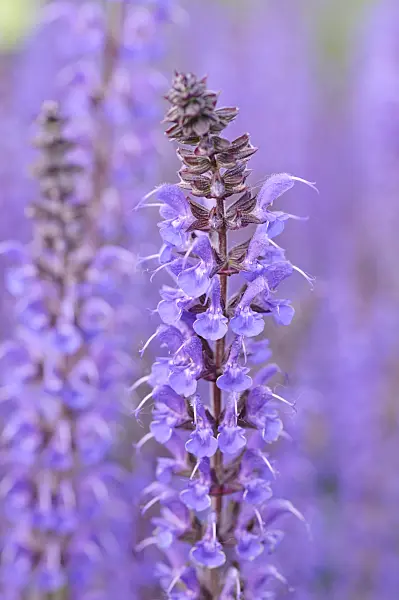 472388 - Sauge des bois (Salvia nemorosa 'Mainacht')