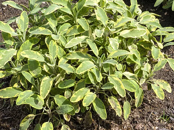 487198 - Sauge officinale (Salvia officinalis 'Icterina')