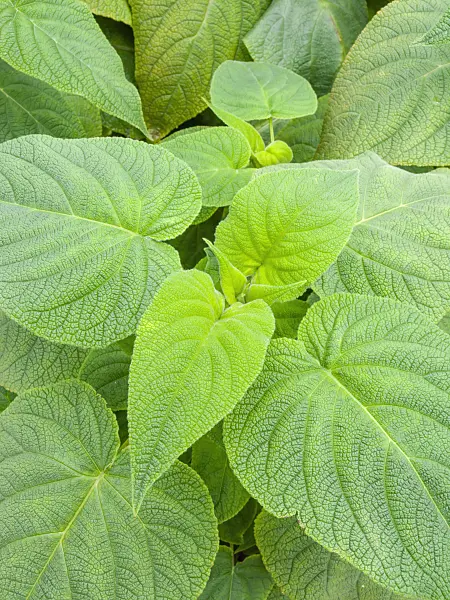450044 - Sauge (Salvia)