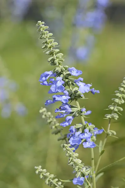 548142 - Sauge (Salvia azurea var. grandiflora)