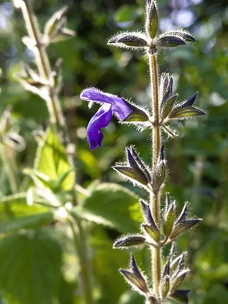 439292 - Sauge (Salvia urica)