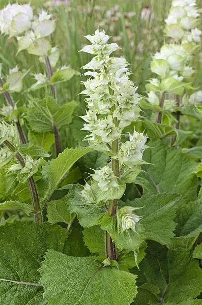 497066 - Sauge sclarée (Salvia sclarea)
