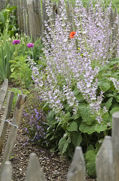 497119 - Sauge sclarée (Salvia sclarea)
