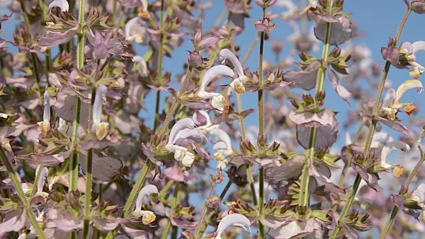 510015 - Sauge sclarée (Salvia sclarea)