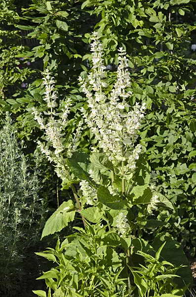 521284 - Sauge sclarée (Salvia sclarea)