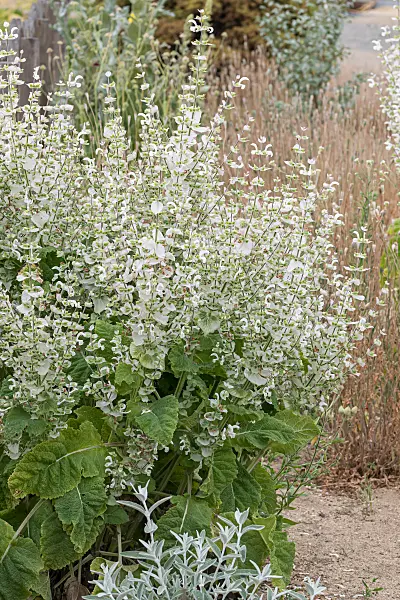675363 - Sauge sclarée (Salvia sclarea 'Vatican White')