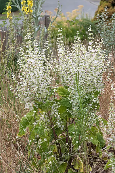 675364 - Sauge sclarée (Salvia sclarea 'Vatican White')