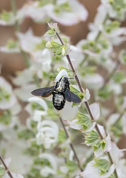 675365 - Sauge sclarée (Salvia sclarea 'Vatican White')