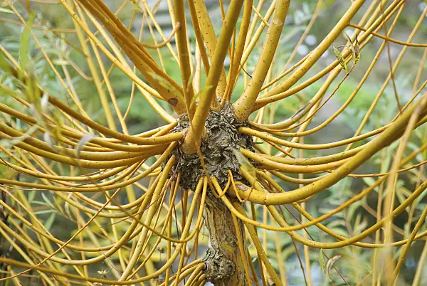 502426 - Saule blanc (Salix alba 'Chermesina')