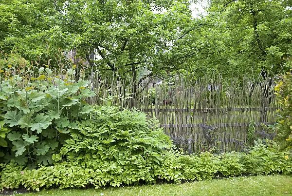 490176 - Saule des vanniers (Salix viminalis)