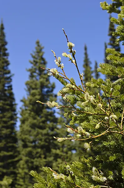 508369 - Saule discolore (Salix discolor)