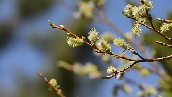 508467 - Saule discolore (Salix discolor)