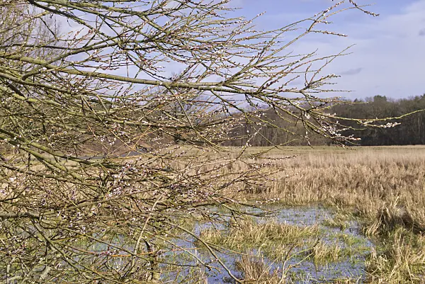 578025 - Saule marsault (Salix caprea)