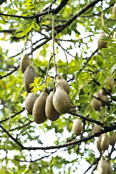 388044 - Sausage tree (Kigelia africana syn. Kigelia pinnata)