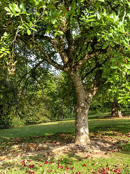 434148 - Sausage tree (Kigelia africana syn. Kigelia pinnata)