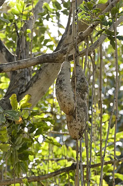 564039 - Sausage tree (Kigelia africana syn. Kigelia pinnata)
