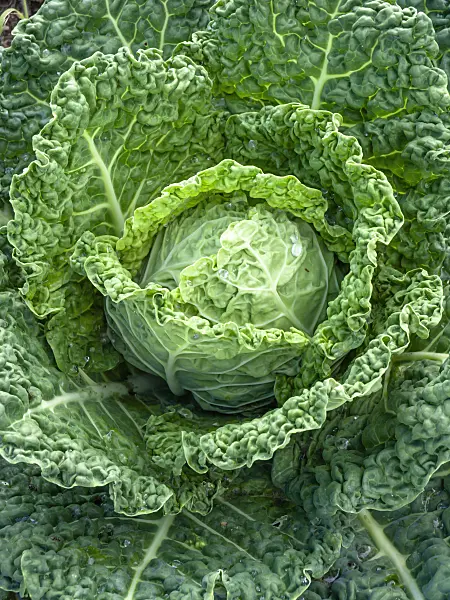 439198 - Savoy cabbage (Brassica oleracea var. sabauda)