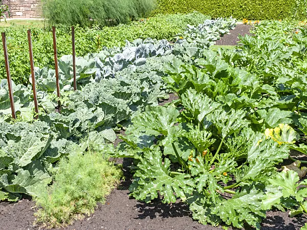 486244 - Savoy cabbage (Brassica oleracea var. sabauda), carrot (Daucus carota subsp. sativus) and zucchini (Cucurbita pepo convar. giromontiina)