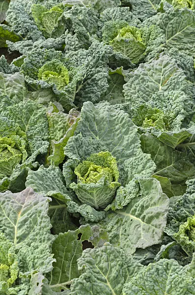 497078 - Savoy cabbage (Brassica oleracea var. sabauda 'Famosa')