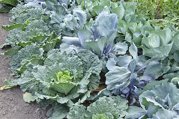 487009 - Savoy cabbage (Brassica oleracea var. sabauda), red cabbage (Brassica oleracea var. capitata f. rubra) and white cabbage (Brassica oleracea var. capitata f. alba)