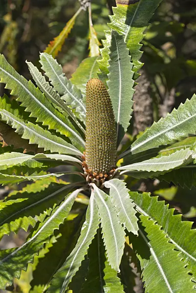 556117 - Saw-tooth banksia (Banksia serrata)