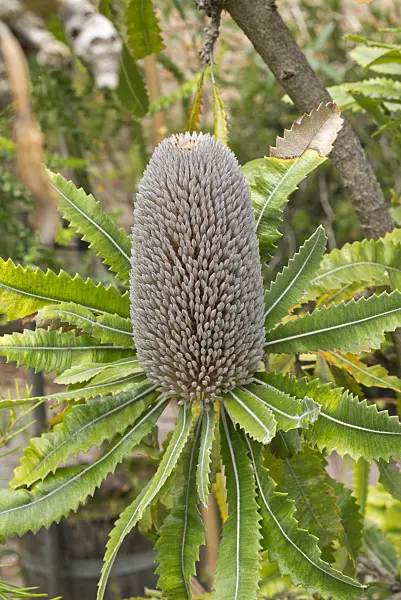 558312 - Saw-tooth banksia (Banksia serrata)