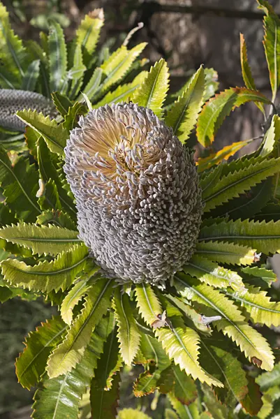 558343 - Saw-tooth banksia (Banksia serrata)