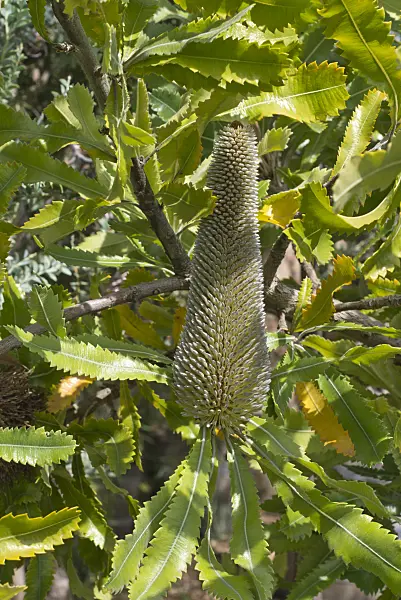 558344 - Saw-tooth banksia (Banksia serrata)