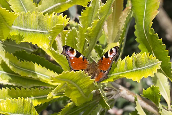 573097 - Saw-tooth banksia (Banksia serrata) and peacock butterfly (Inachis io)