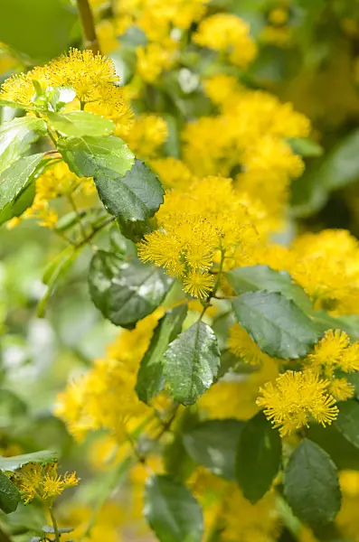 533299 - Saw-toothed azara (Azara serrata)