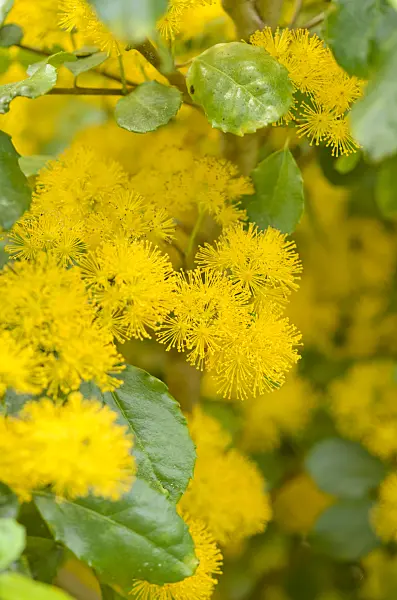 533300 - Saw-toothed azara (Azara serrata)
