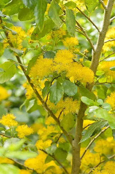 533301 - Saw-toothed azara (Azara serrata)