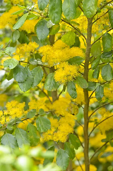 533302 - Saw-toothed azara (Azara serrata)