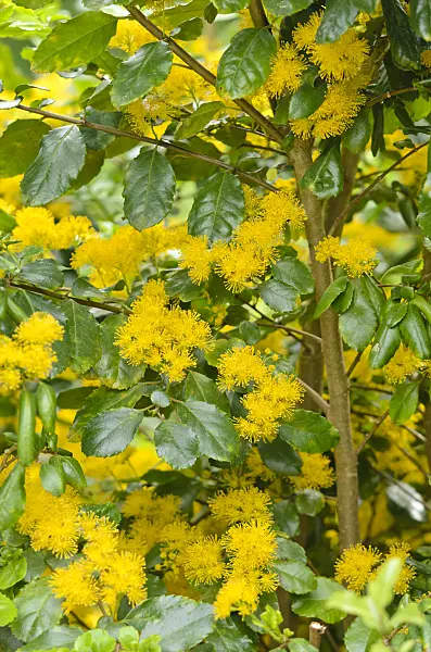 533303 - Saw-toothed azara (Azara serrata)