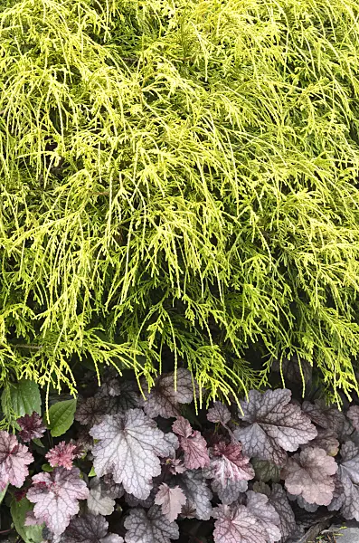 508165 - Sawara cypress (Chamaecyparis pisifera 'Filifera Aurea') and alumroot (Heuchera)