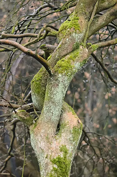 553045 - Sawtooth stewartia (Stewartia serrata)