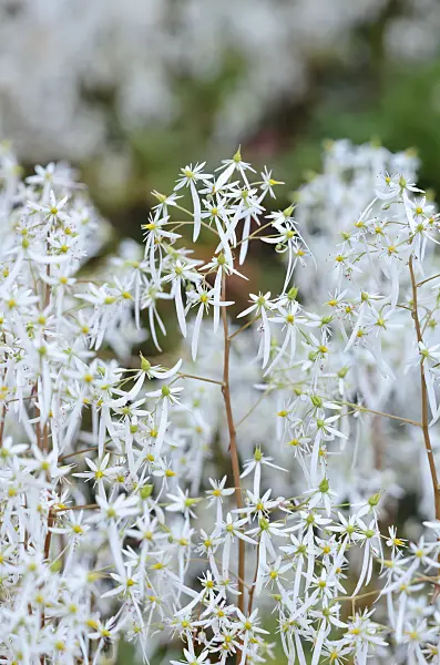 525337 - Saxifrage d'automne (Saxifraga cortusifolia)
