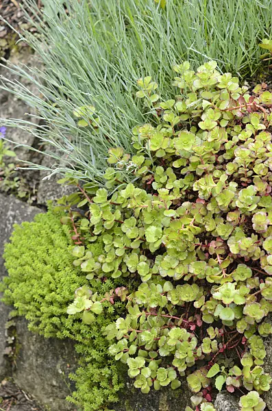 520224 - Saxifrage (Saxifraga)