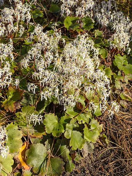465291 - Saxifrage (Saxifraga cortusifolia)