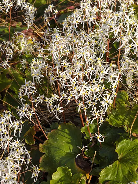 465292 - Saxifrage (Saxifraga cortusifolia)