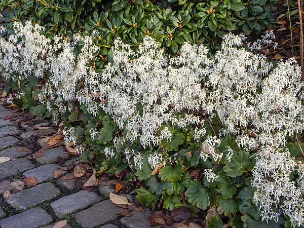 465293 - Saxifrage (Saxifraga cortusifolia)