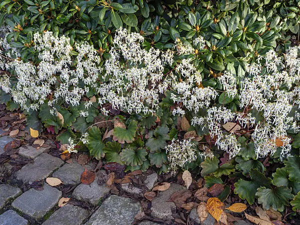 465294 - Saxifrage (Saxifraga cortusifolia)