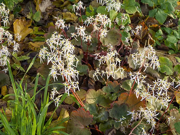 466011 - Saxifrage (Saxifraga cortusifolia)