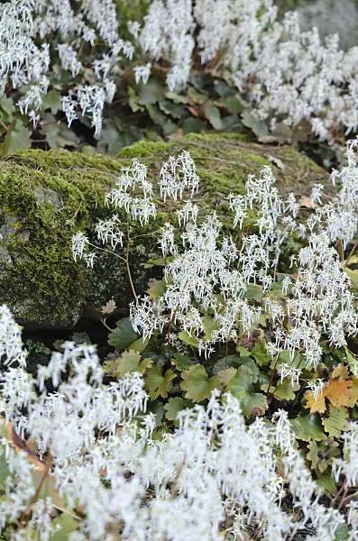 525338 - Saxifrage (Saxifraga cortusifolia)