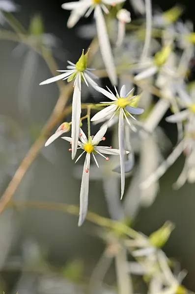 525345 - Saxifrage (Saxifraga cortusifolia)