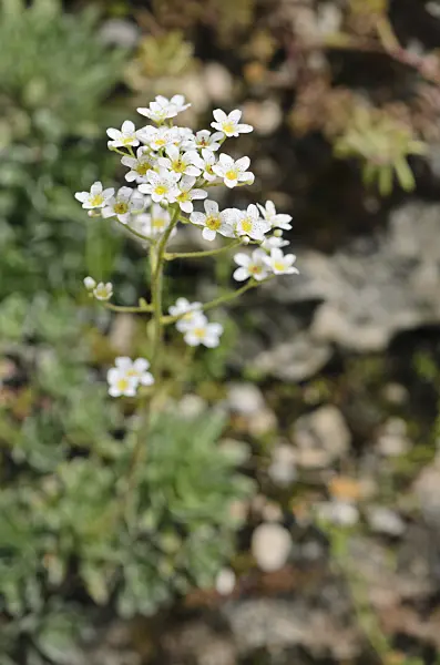 533226 - Saxifrage (Saxifraga erosa)
