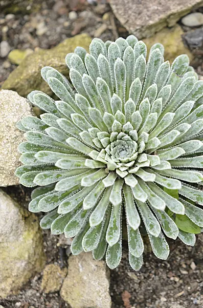 548085 - Saxifrage (Saxifraga longifolia)