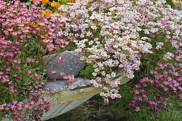 472018 - Saxifrage (Saxifraga x arendsii)
