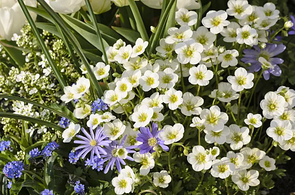 519090 - Saxifrages (Saxifraga) and Grecian windflower (Anemone blanda)